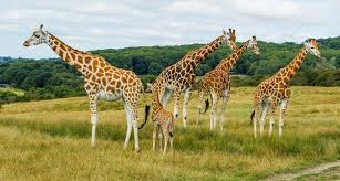 Rothschild Giraffe